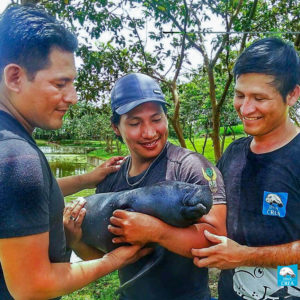 Amazon, Manatee, Rescue, Rehabilitate, Release, Endangered Species 