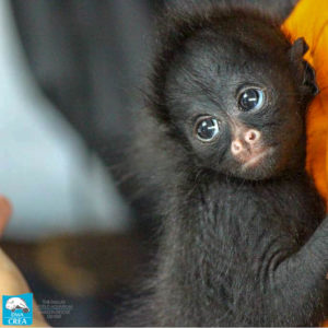 Amazon, Rescue, Center, Monkey, Endangered Species, 